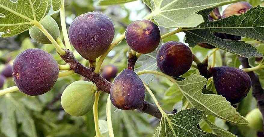 Fig Farming